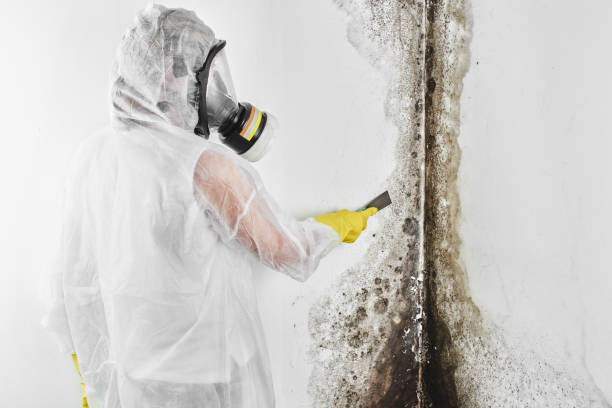 Best Professional Mold Removal  in Lake Holiday, IN
