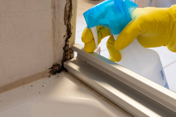 Best Commercial Mold Removal  in Lake Holiday, IN