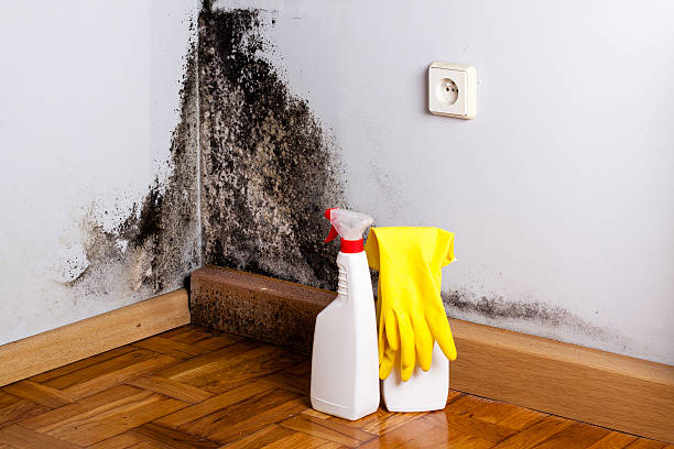 Best Toxic Mold Removal  in Lake Holiday, IN