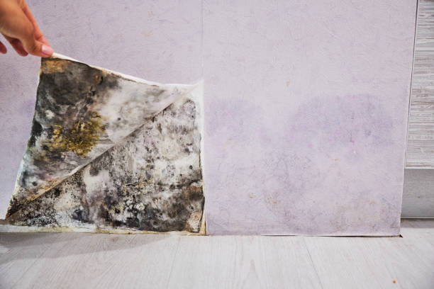 Best Mold Removal Specialists  in Lake Holiday, IN